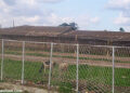 Wild grasses at some places, ideal for the cattle